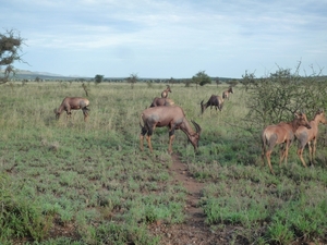 5s Serengeti, --)  Oost, wildlive _P1210656