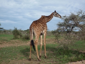 5s Serengeti, --)  Oost, wildlive _P1210658