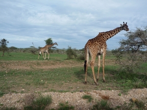 5s Serengeti, --)  Oost, wildlive _P1210659