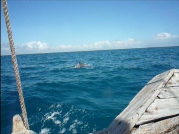 7c Zanzibar, dolfijnen spotten  in Fumba lagune _