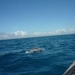 7c Zanzibar, dolfijnen spotten  in Fumba lagune _2