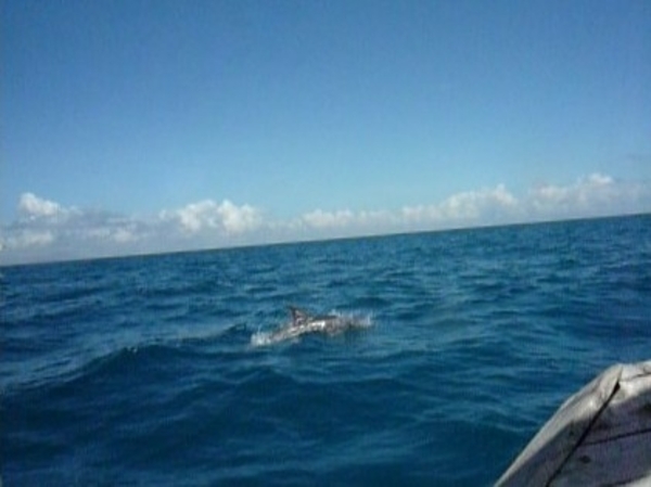 7c Zanzibar, dolfijnen spotten  in Fumba lagune _2