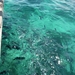 7c Zanzibar, zeilen, snorkelen en BBQ  in Fumba lagune _P1210754