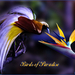 Bird of Paradise (van foto een achtergrond maken )