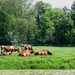 Rode koeien