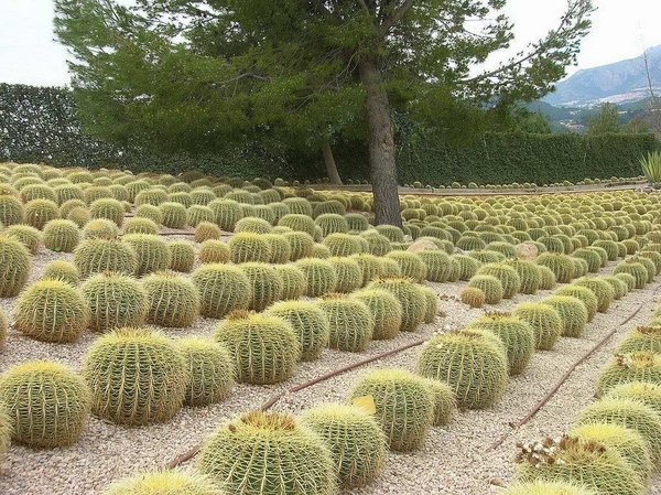 204 Cactustuin