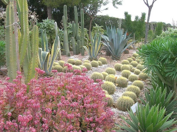 210 Cactustuin