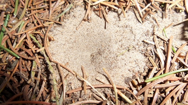 Mierenleeuw