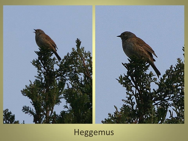 Heggemus