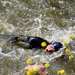 Thriathlon-Roeselare 7-6-2015