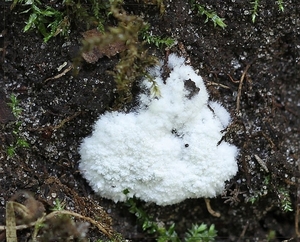 Gewoon ijsvingertje - Ceratiomyxa fruticulosa var. fruticulosa (2