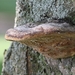 Boomgaardvuurzwam - Phellinus tuberculosus