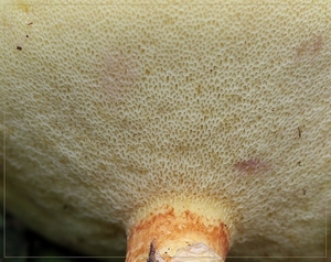 Gele ringboleet - Suillus grevillei