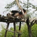 25) Reuzenpanda doet zijn dutje