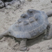 28) De schildpad