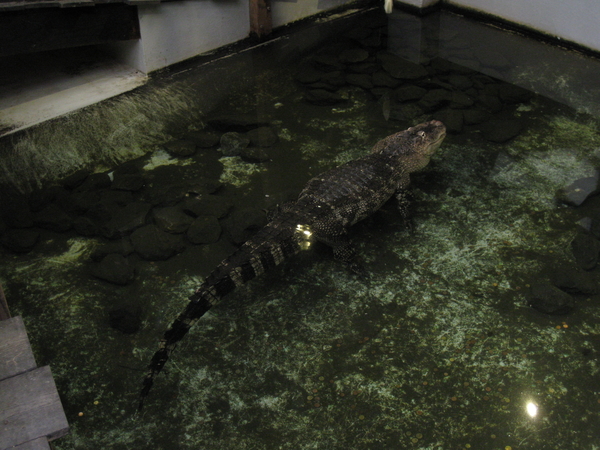 30) Alligator in volle lengte