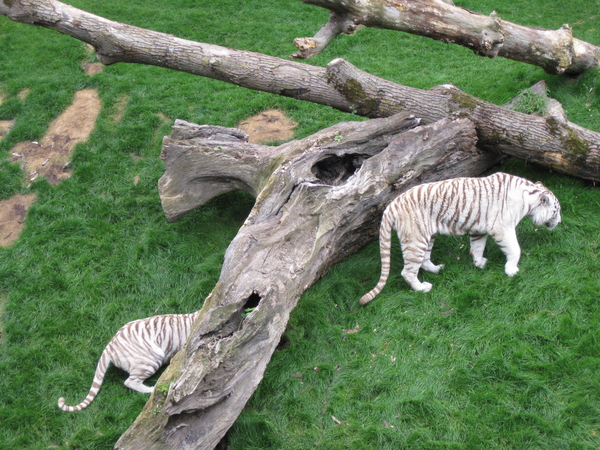 33) De witte tijger