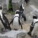 51) Pingunfamilie