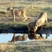 07 Chobe national park (11)