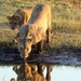 07 Chobe national park (16)