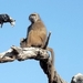 07 Chobe national park (29)