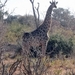 07 Chobe national park (35)