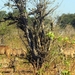 07 Chobe national park (56)