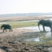 07 Chobe national park (67)