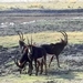 07 Chobe national park (76)