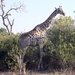 07 Chobe national park (81)