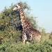 07 Chobe national park (82)