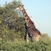 07 Chobe national park (83)