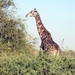 07 Chobe national park (84)