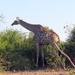 07 Chobe national park (87)