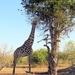 07 Chobe national park (91)