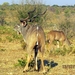 07 Chobe national park (94)