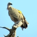 07 Chobe national park (98)
