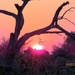07 Chobe national park (113)