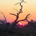 07 Chobe national park (114)