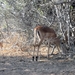 07 Chobe national park (148)
