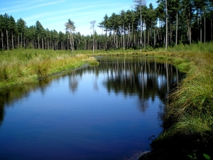 het bos of heide ven