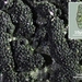 Capronia-nigerrima-Groensporig-stromabesje20150312MH200312-5