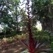 2b Funchal, botanische tuin _DSC00155