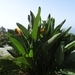 2b Funchal, botanische tuin _DSC00180