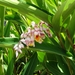 2c Funchal, orchideeen tuin _DSC00198