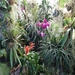 2c Funchal, orchideeen tuin _DSC00203