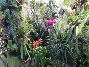 2c Funchal, orchideeen tuin _DSC00203