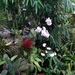 2c Funchal, orchideeen tuin _DSC00204
