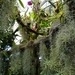 2c Funchal, orchideeen tuin _DSC00215