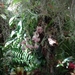 2c Funchal, orchideeen tuin _DSC00216
